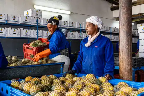 The Guys Commercial Photography - Mazuri Pineapples