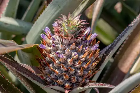 The Guys Commercial Photography - Mazuri Pineapples