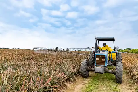 The Guys Commercial Photography - Mazuri Pineapples